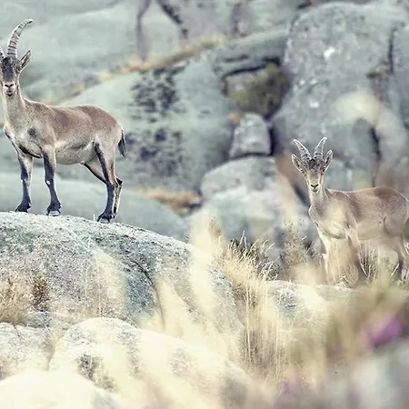 Casa Falagueiras Vakantiehuis