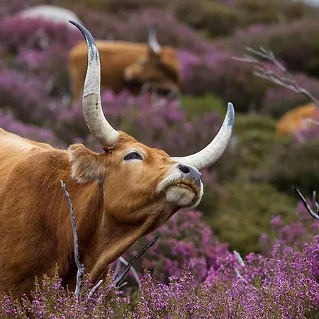Casa Falagueiras Hébergement de vacances Castro Laboreiro