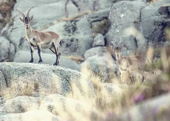 Casa Falagueiras Feriehus
