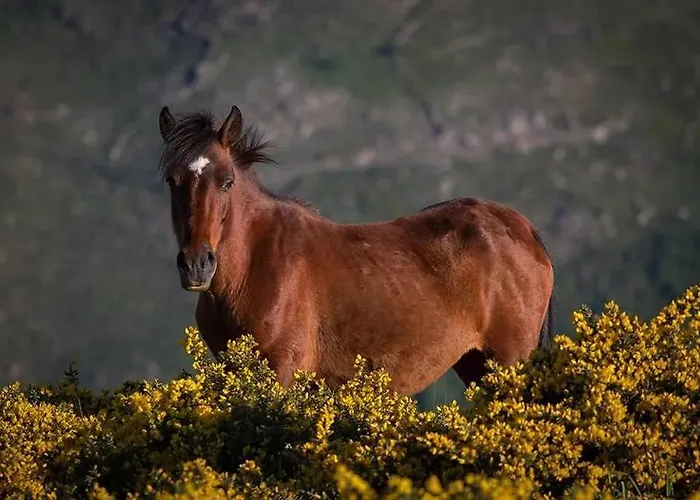 Casa Falagueiras Feriehus Castro Laboreiro