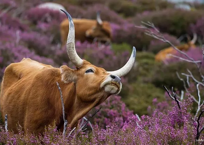 Casa Falagueiras Feriehus Castro Laboreiro